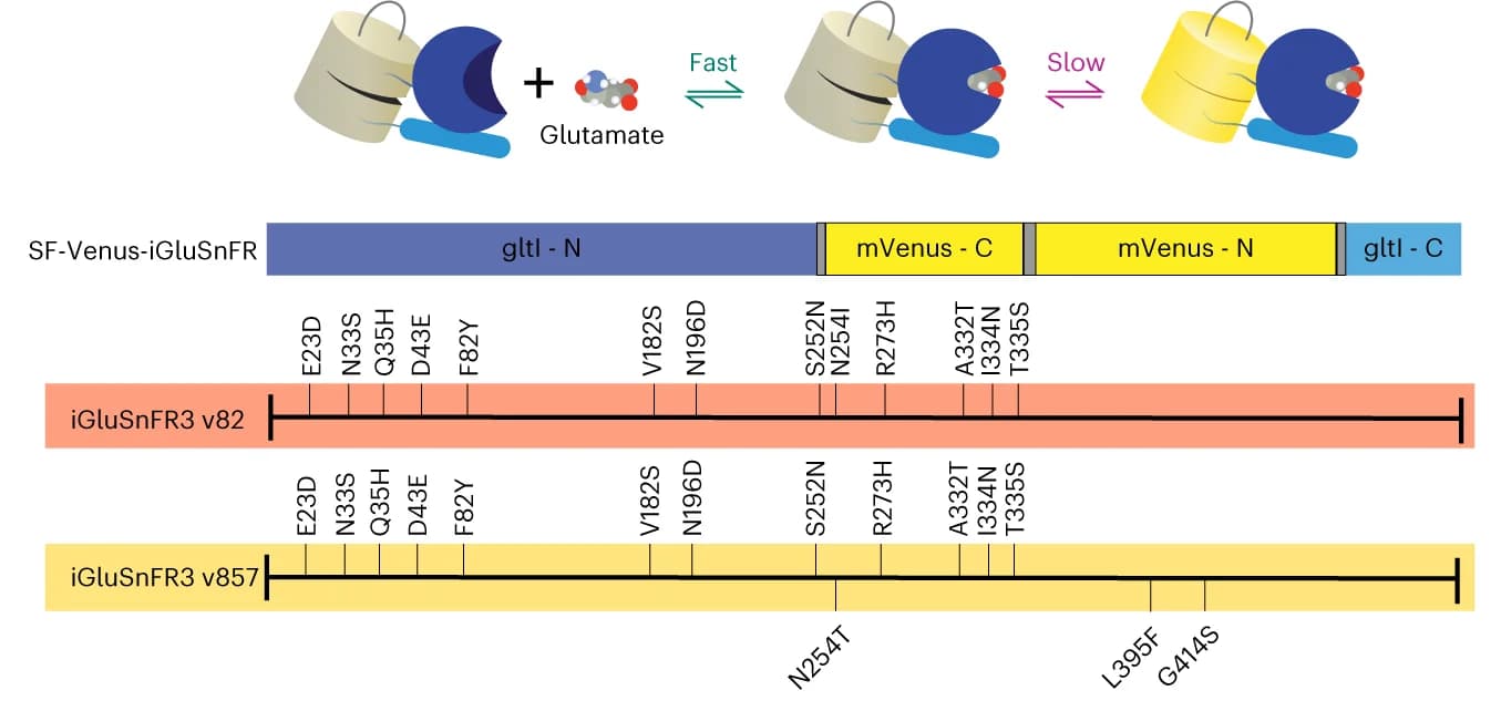 Open access visualization of Illustration, iGluSnFR, Fluorescent Protein, Glutamate-Aspartate Binding Protein, Amino Acid Substitutions