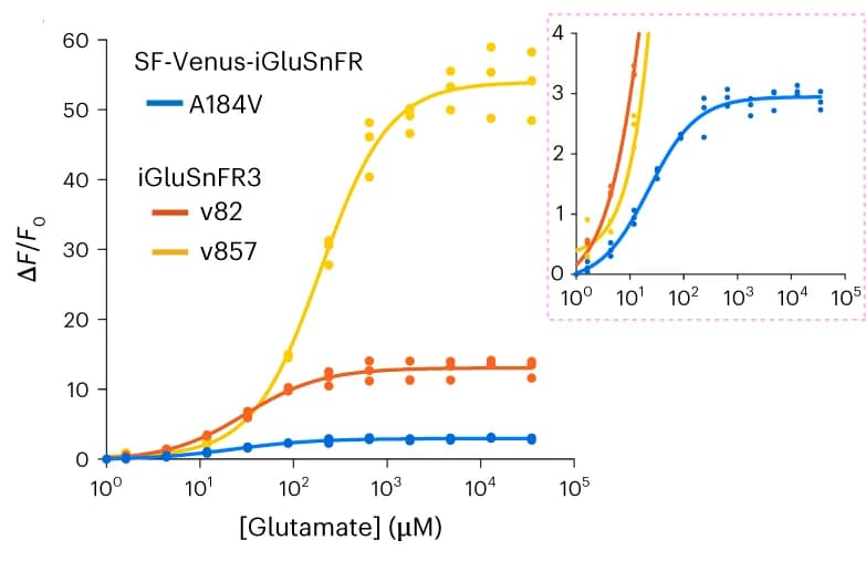 Open access visualization of Line Plot, Scatter Plot, Glutamate, iGluSnFR, Protein