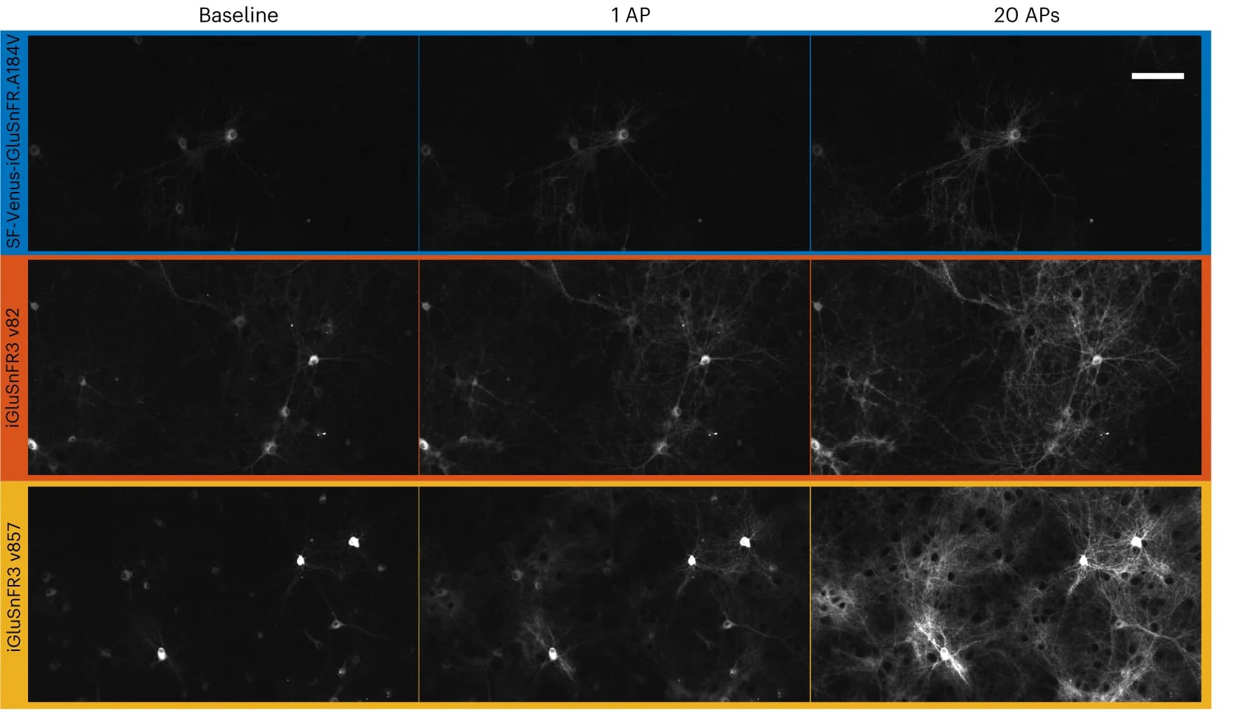 Open access visualization of Microscopy, Primary Cultures, SF-Venus-iGluSnFR-A184V, v82, v857