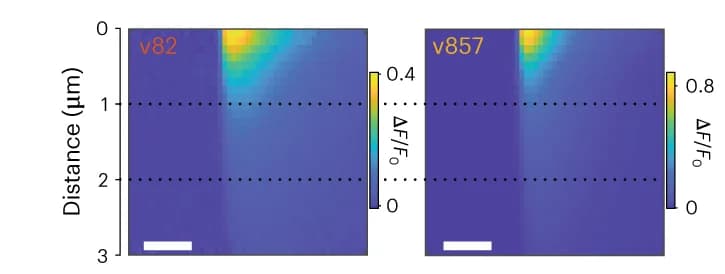 Open access visualization of Heatmap, Kymographs, Optical minis