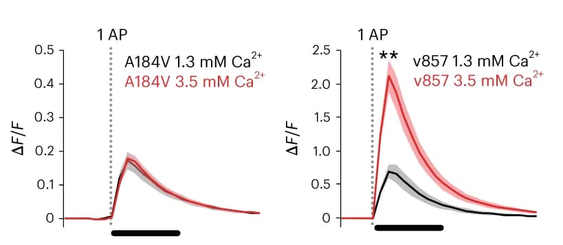 Open access visualization of Line Plot, Error Bars, Action Potential Evoked Responses, Boutons, SF-iGluSnFR.A184V