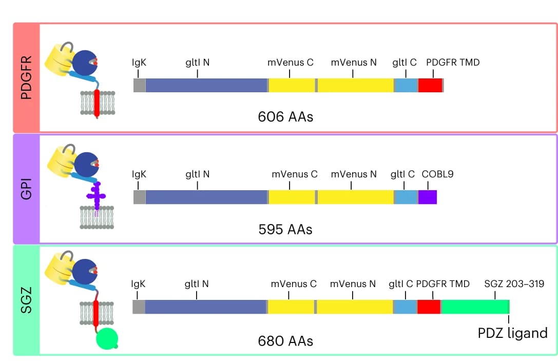Open access visualization of Illustration, Sequence Schematics, PDGFR Display Construct, GPI Display Construct, SGZ Display Construct