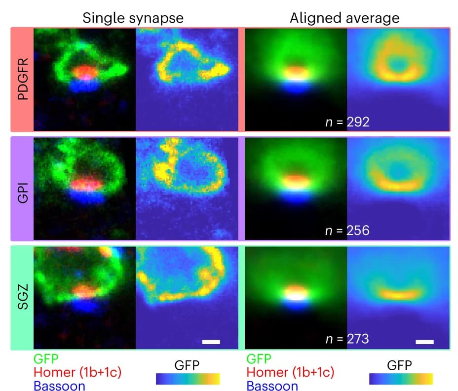 Open access visualization of Microscopy, Synapses, iGluSnFR Variants, Immunostaining, GFP