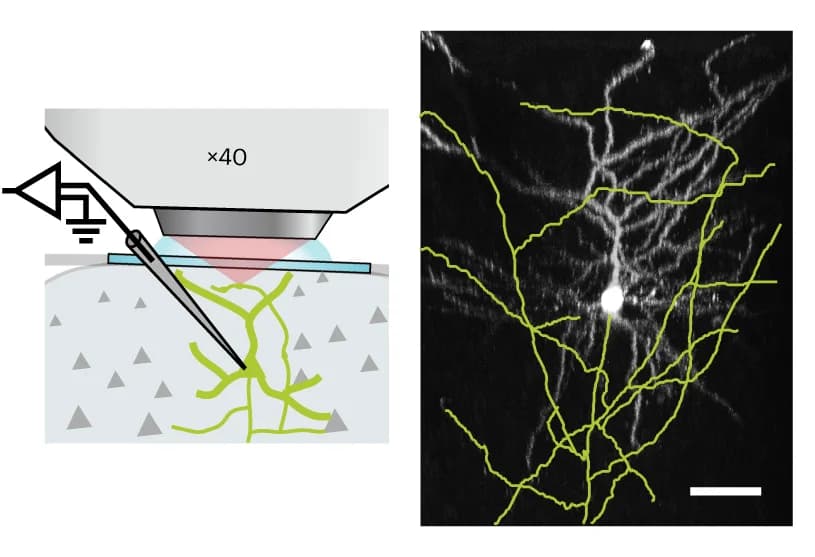 Open access visualization of Microscopy, Illustration, Two-photon axonal imaging, Cell-attached recording, iGluSnFR3.v857