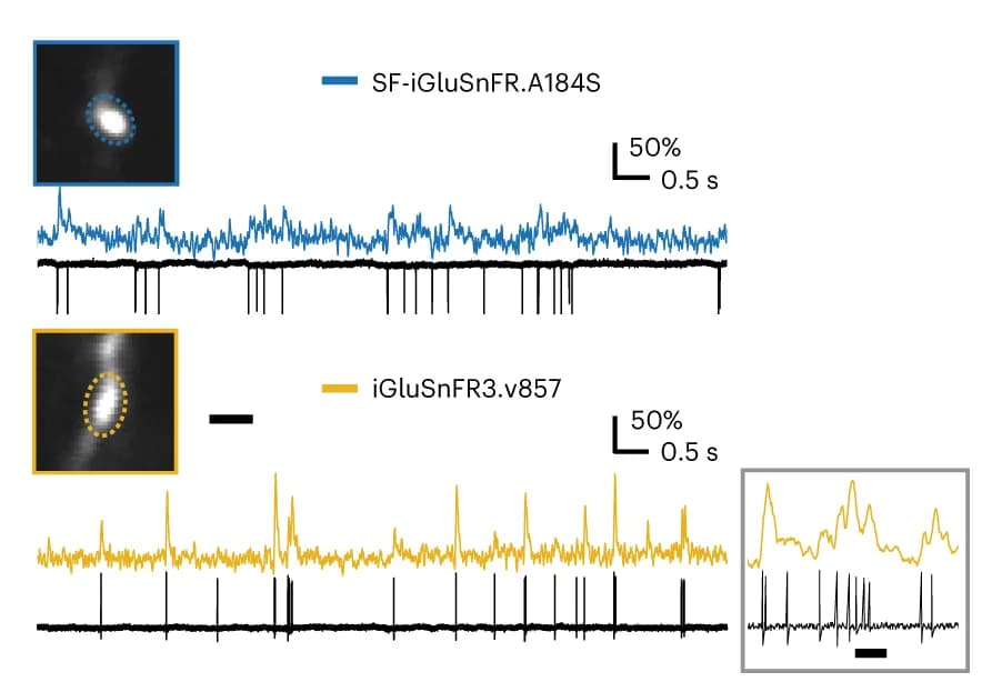 Open access visualization of Line Plot, Two-photon imaging, Boutons, Cell-attached recording, SF-iGluSnFR.A184S