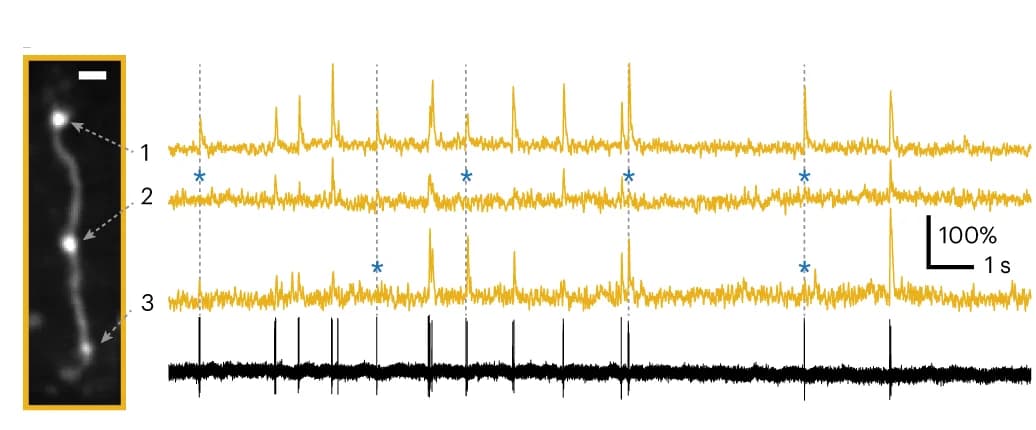 Open access visualization of Line Plot, Microscopy, v857 Imaging, Cell-attached Recording, Boutons