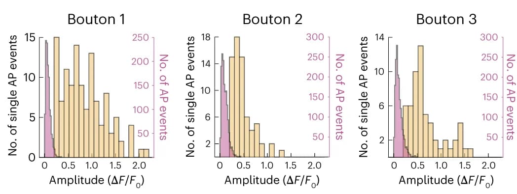 Open access visualization of Histogram, Amplitude Distribution, Deconvolved Action Potential Responses, Boutons