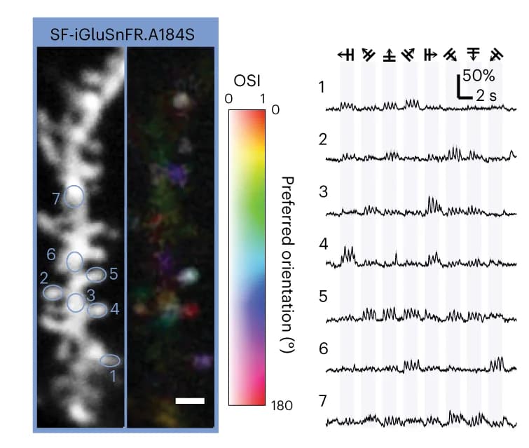 Open access visualization of Line Plot, Microscopy, L2/3 Neuron, Dendrite, A184S