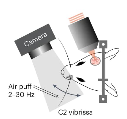 Open access visualization of Illustration, Workflow, Air-Puff Stimulation, Awake Mice, High-Speed AO2P Imaging