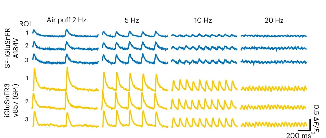 Open access visualization of Line Plot, Mean Responses, Boutons, v857.GPI, A184V