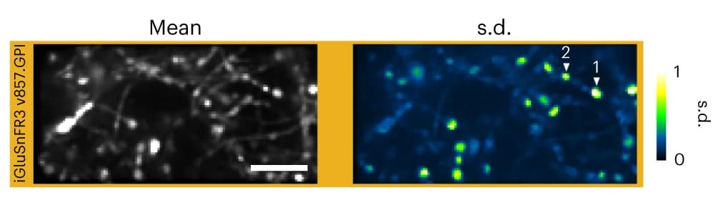 Open access visualization of Microscopy, Thalamocortical Boutons, v857.GPI, Mean Images, Standard Deviation Images
