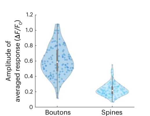 Open access visualization of Violin Plot, Scatter Plot, Response Amplitudes, Thalamocortical Boutons, Dendritic Spines