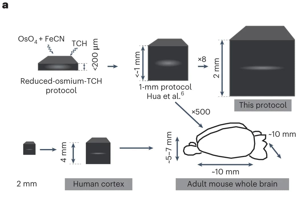 Open access visualization of Workflow, Illustration, Staining, SEM images