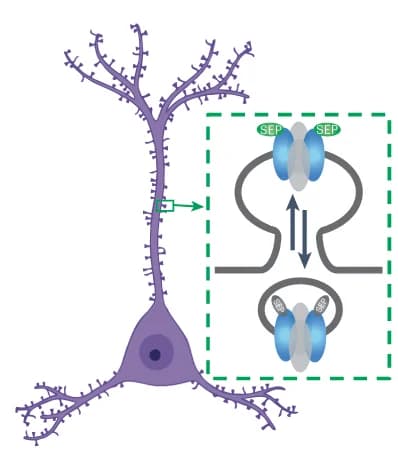 Open access visualization of Illustration, CRISPR, Transgenic Labeling, GluA2 AMPA Receptor, pH-Dependent Fluorescent Tag