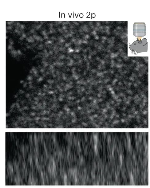 Open access visualization of Microscopy, XY Slice, XZ Slice, Imaging Modalities, SEP-GluA2 Mice
