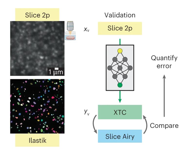 Open access visualization of Microscopy, Workflow, Illustration, Training, Validation