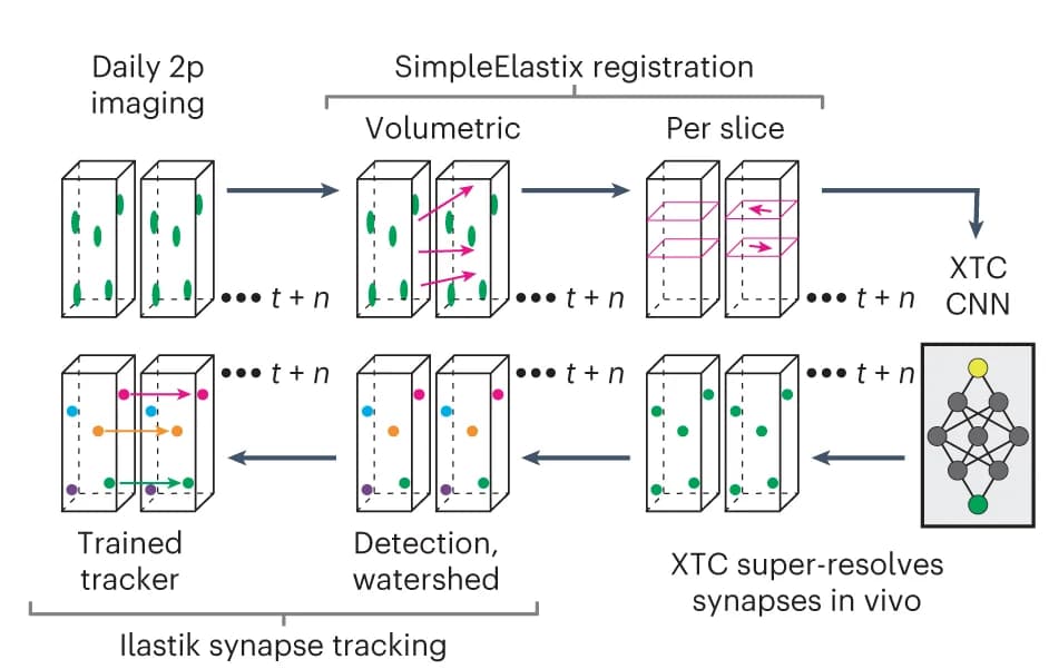 Open access visualization of Workflow, Flowchart, Illustration, Longitudinal Tracking, SEP-GluA2 Synapses