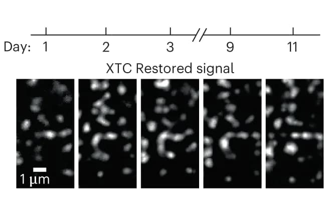 Open access visualization of Microscopy, Synapse Resolution, Registration, Tracking, In Vivo