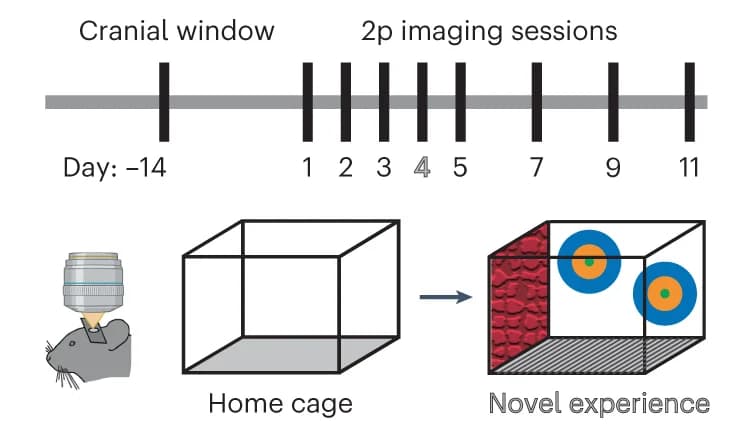 Open access visualization of Workflow, Illustration, Experimental Timeline, Retrosplenial Cortex, Novel Environment