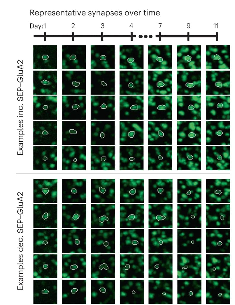 Open access visualization of Microscopy, Tracked Synapses, Synapse Strength, Red Channel, SEP-GluA2 Mice