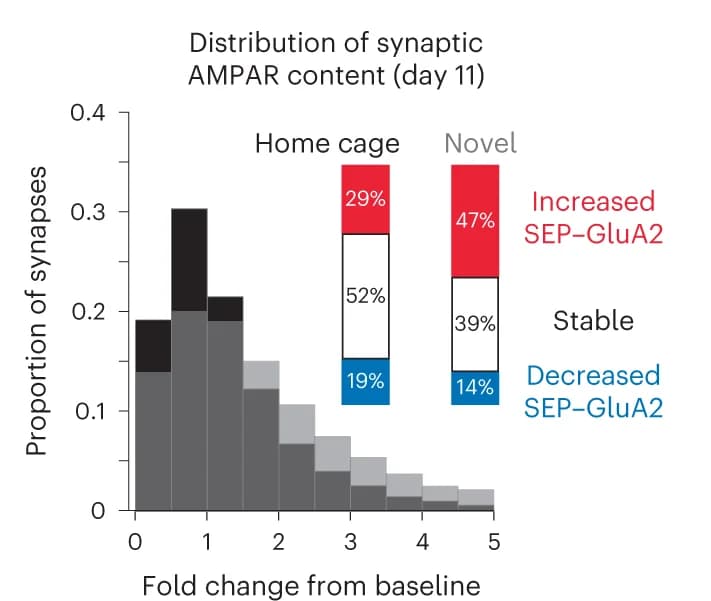 Open access visualization of Histogram, Stacked Bar Plot, Synapses, Novel Experience, SEP Intensity
