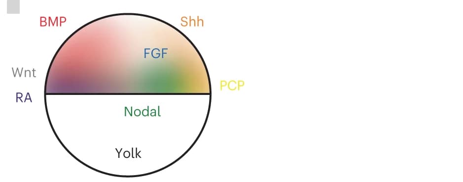Open access visualization of Pie Chart, Zebrafish Embryo, Signaling Pathways