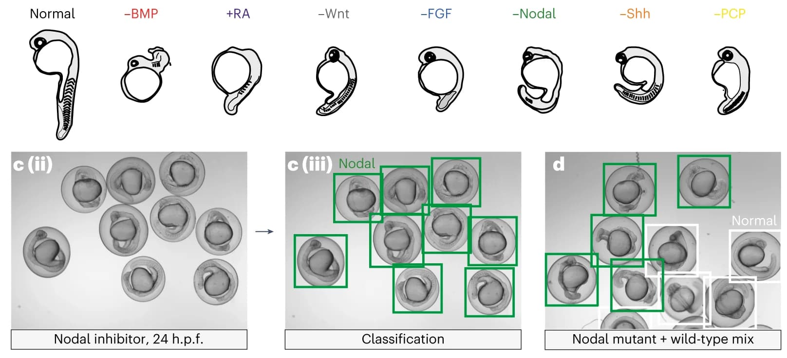 Open access visualization of Illustration, Microscopy, Zebrafish Embryo, Embryo Phenotypes, Loss of Function