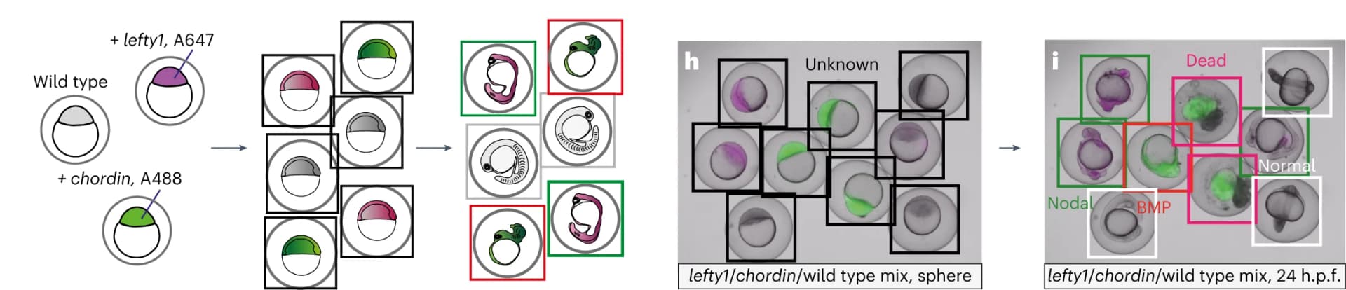 Open access visualization of Microscopy, Photo, EmbryoNet, Embryo Classification, Mixed Population