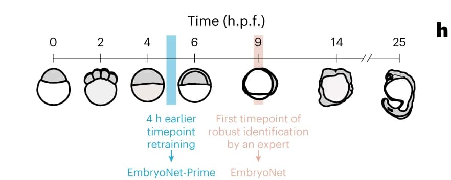 Open access visualization of Illustration, Schematic, Embryo Detection, Time Information, EmbryoNet-Prime
