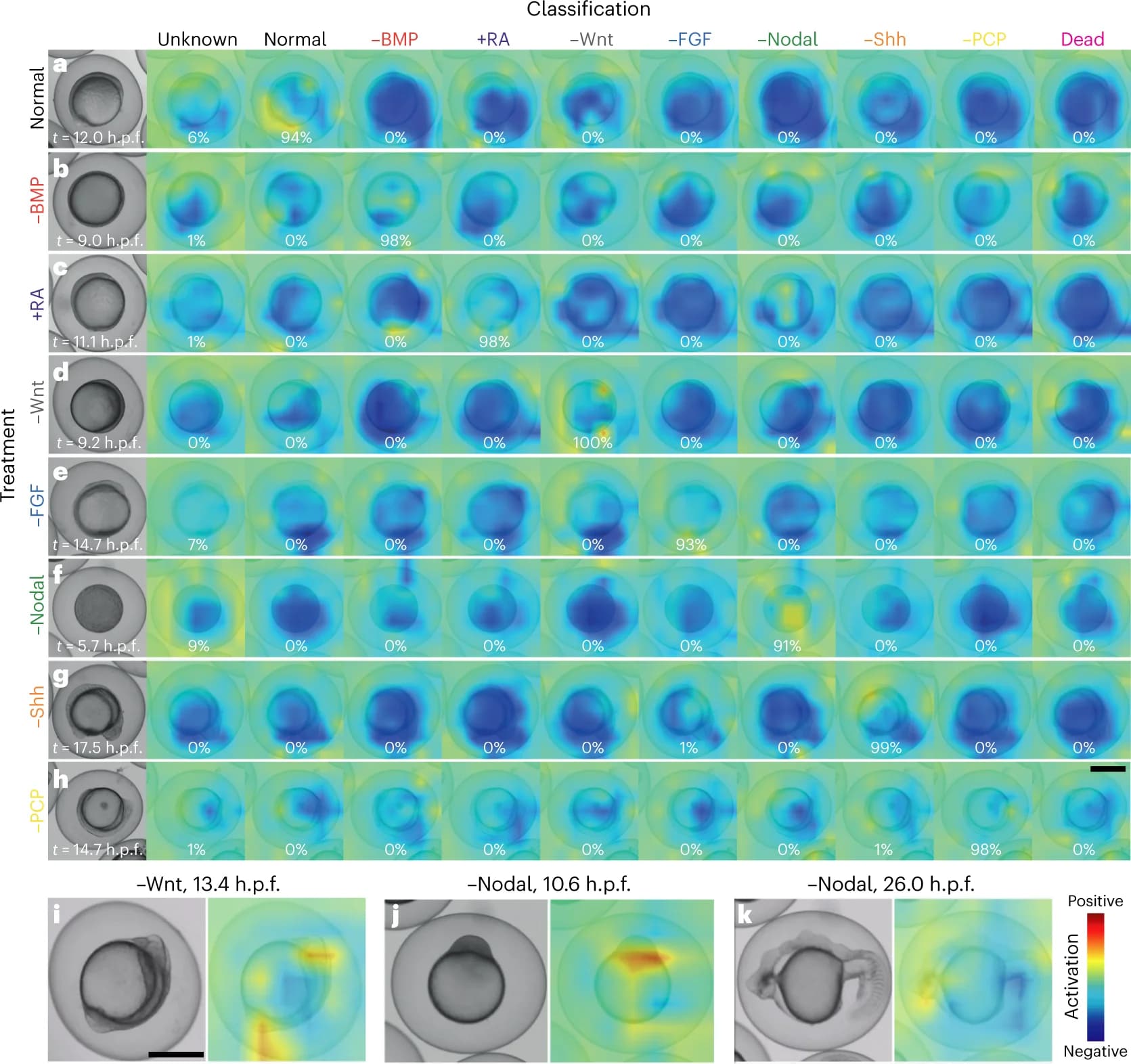 Open access visualization of Microscopy, Class Activation Heatmaps, EmbryoNet-Prime, Normal Embryos, Probability of Detection