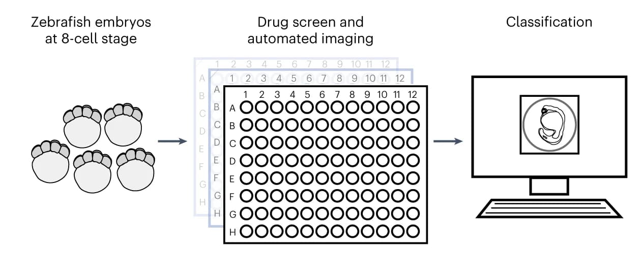 Open access visualization of Workflow, Illustration, Phenomic drug screen, Embryos, 96-well plates