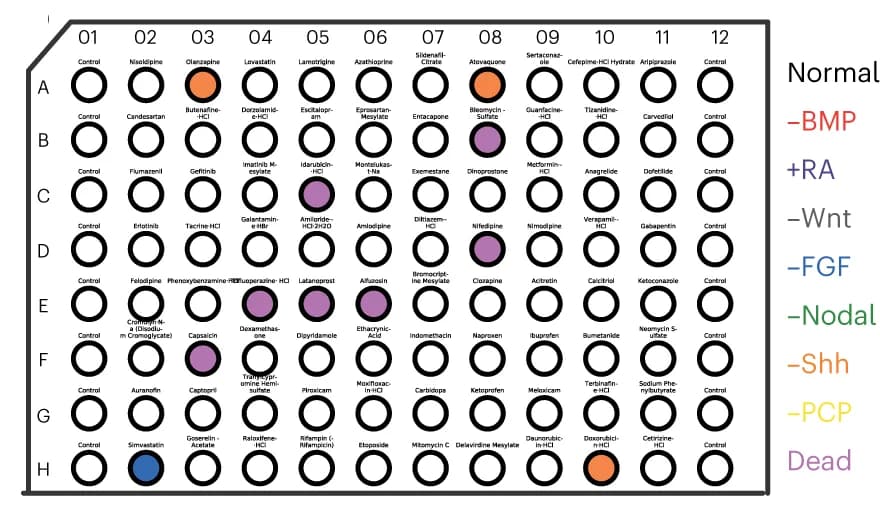 Open access visualization of Table Image, BML-2843 library plate 2, Phenotype classification, Simvastatin, -FGF