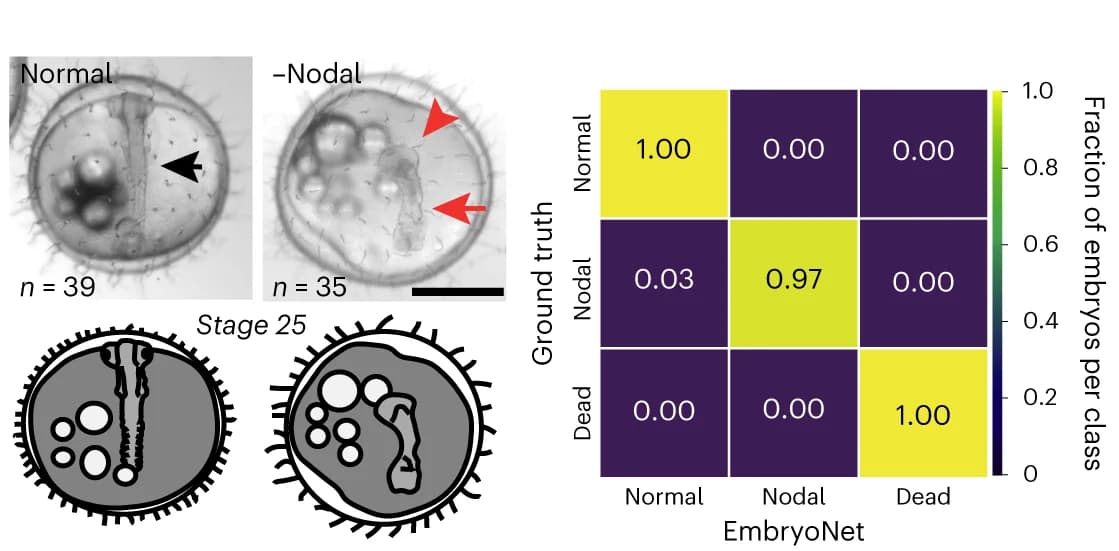 Open access visualization of Heatmap, EmbryoNet, Medaka embryos, Wild-type, Nodal-deficient