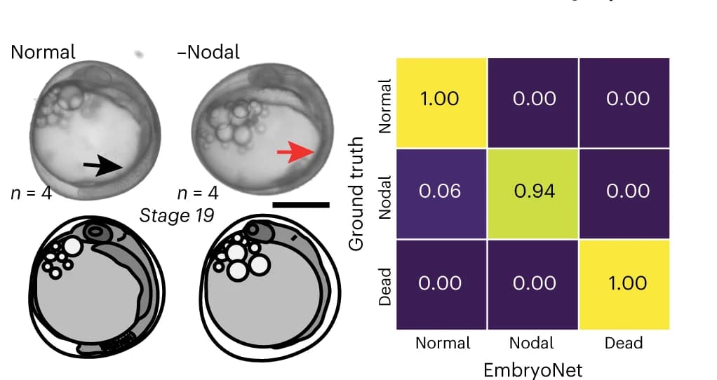 Open access visualization of Heatmap, Three-spined stickleback embryos, Wild-type, Nodal-deficient, Confusion matrix