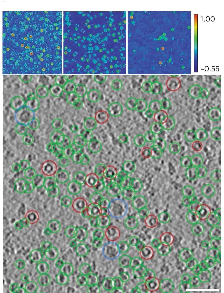 Open access visualization of Microscopy, Photo, Cosine Similarity Heatmap, Apoferritin, RhsA