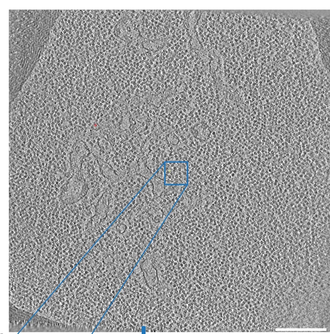 Open access visualization of Microscopy, Tomogram, C. reinhardtii, Pyrenoid