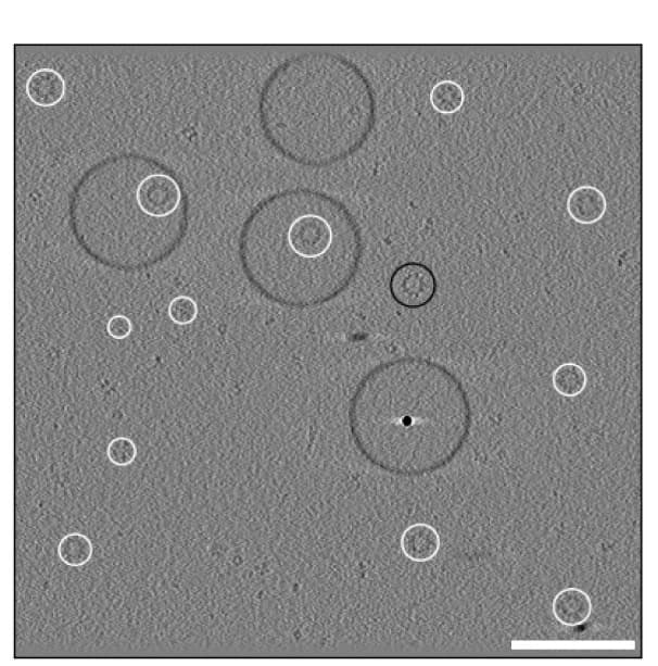 Open access visualization of Microscopy, Particle Locations, Proteins, True Positives, False Negatives