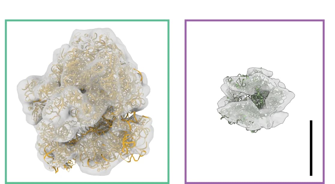 Open access visualization of Protein Structure, 3D refined maps, STA analysis, Bacterial ribosome, RNA polymerase