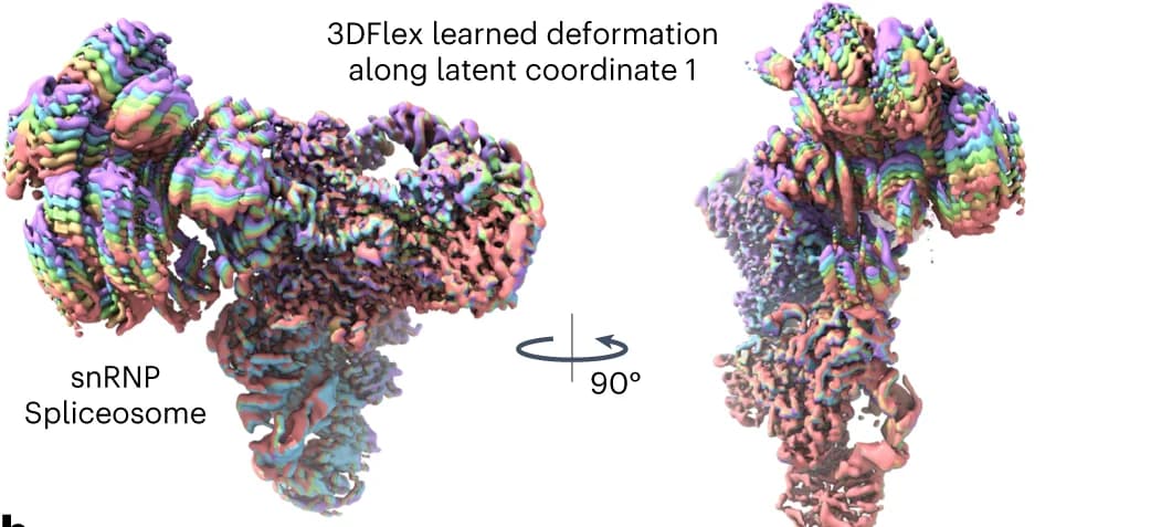 Open access visualization of Protein Structure, Density Maps, 3DFlex, Non-rigid Deformation, Head Region