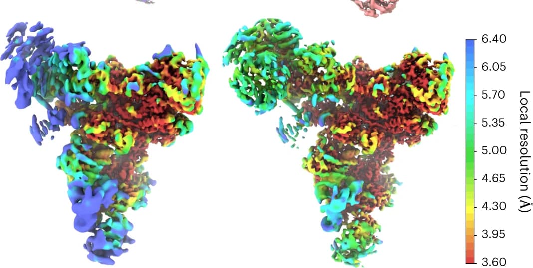 Open access visualization of Protein Structure, Density Maps, Rigid Refinement, 3DFlex, Local Resolution