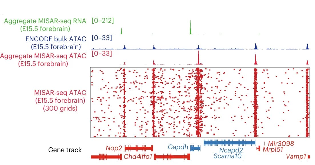Open access visualization of Scatter Plot, Line Plot, Spatial RNA, ATAC Peak Profiles, E15.5 Mouse Forebrain