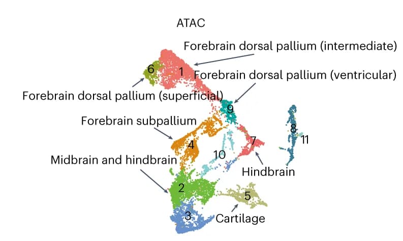Open access visualization of UMAP, Clustering Results, Spatial-ATAC, E15.5 Mouse Brain, scRNA-seq