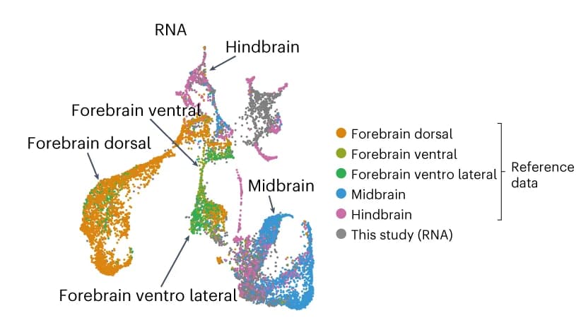 Open access visualization of Scatter Plot, UMAP, PCA, Clustering Results, Spatial RNA