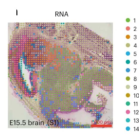 Open access visualization of Microscopy, Clustering Results, Spatial RNA, E15.5 Mouse Brain, scRNA-seq