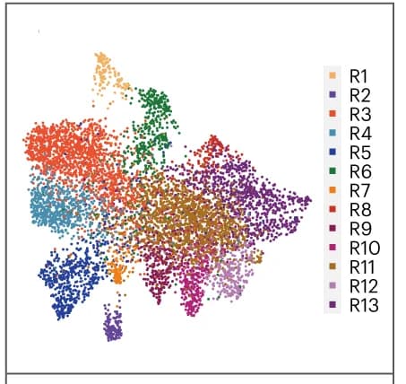 Open access visualization of Scatter Plot, UMAP, PCA, RNA, Mouse Brain