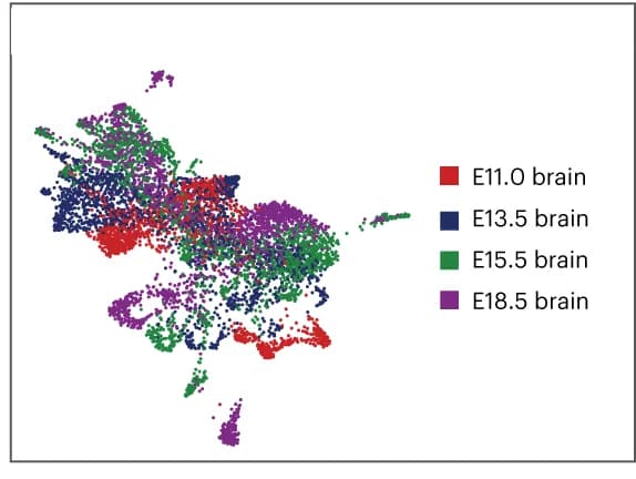 Open access visualization of Scatter Plot, UMAP, Spatial-ATAC, RNA, Mouse Brain