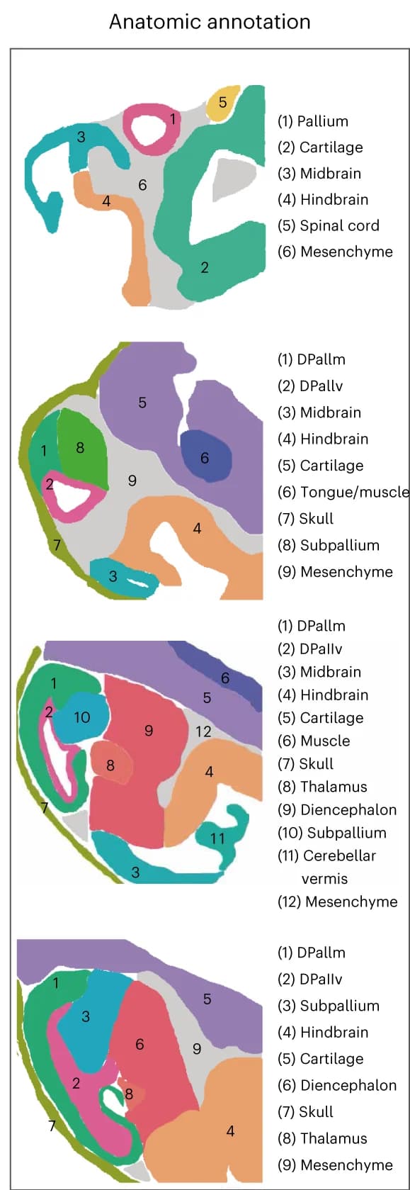 Open access visualization of Illustration, Anatomic Annotation, Tissue Regions, H&E Images, Mouse Brain Stages