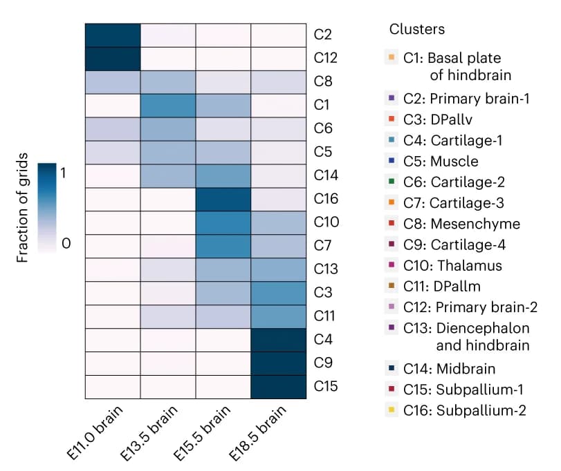 Open access visualization of Heatmap, Combined Clusters, Mouse Brain, Development Stages, Grids