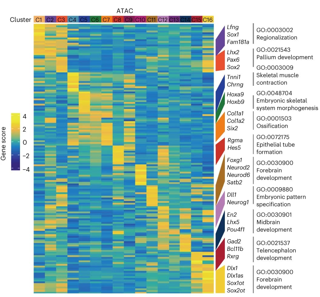 Open access visualization of Heatmap, Clustered, Spatial-ATAC, Marker Genes, GO Terms