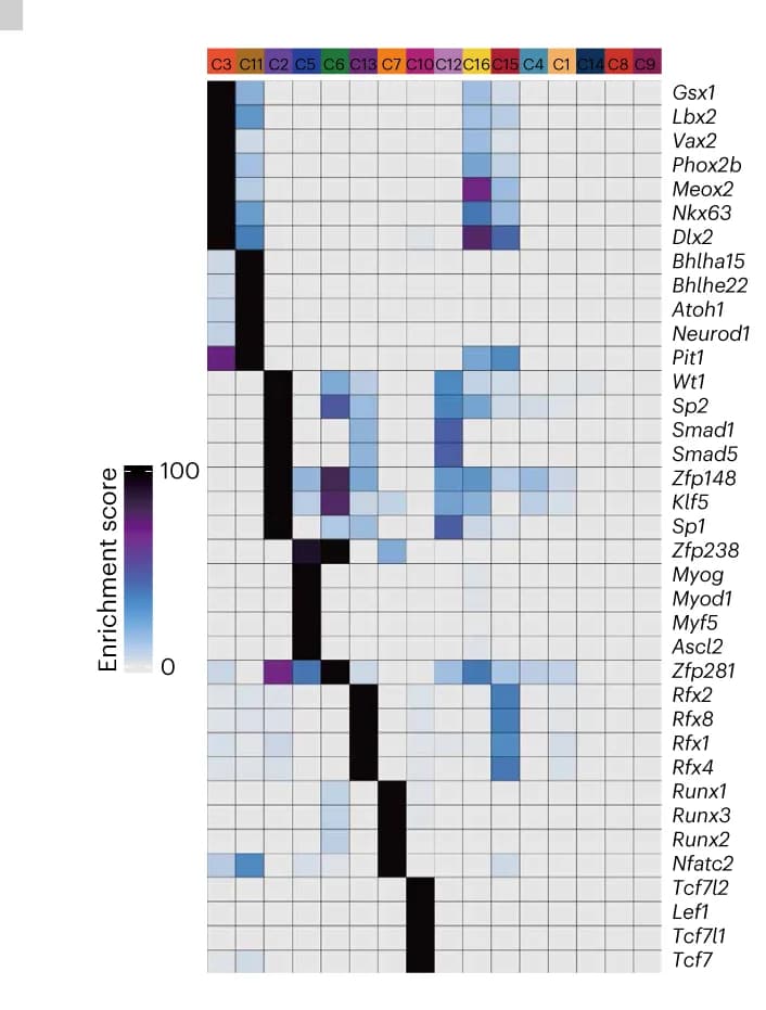 Open access visualization of Heatmap, Transcription Factors, Cell Clusters, Markers